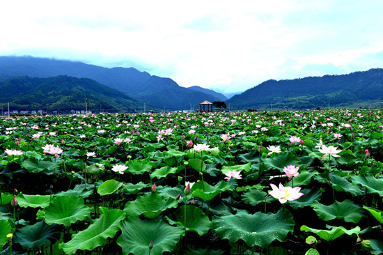 万亩荷塘_副本 550
